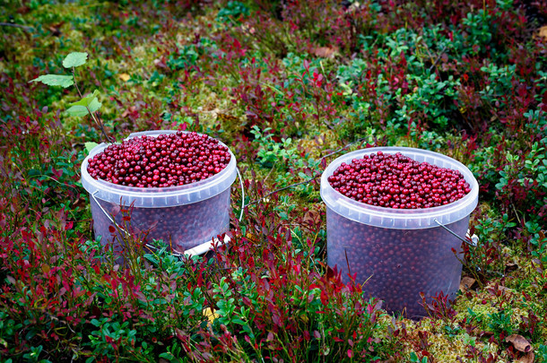 小红莓在绿色的草地上的<strong>塑料桶</strong>