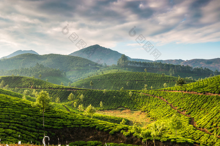 茶叶种植园 茶山