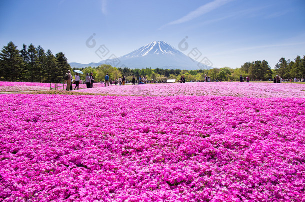 Nashiyama，日本 11 日。2015: 来自东京和其他城市或因素的人来到<strong>富士山</strong>和在每年春天都享受樱花。<strong>富士山</strong>是日本最高的山.