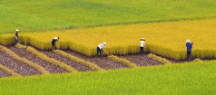 在稻田水稻收获不明的农民
