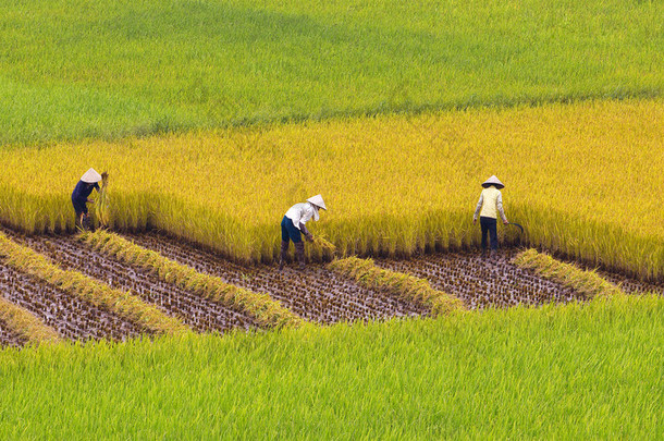 在稻田<strong>水稻收获</strong>不明的农民