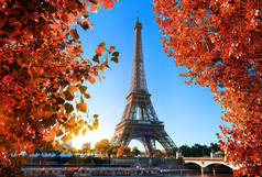 枫叶树在巴黎