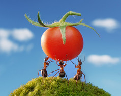 concept or conceptual red d or red ants in a human hand and green grass, a man in red clothes on blu