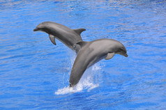 海豚跳出水面