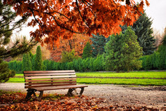 红色树下片秋色的公园美丽的棕色长凳上
