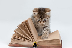小小的小猫和老书