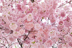 室外拍摄充满了美丽的樱花在其光滑的粉色色调