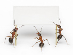 Team of ants holding blank, placard or billboard