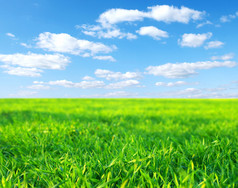 草甸-绿草、 蓝天和白云
