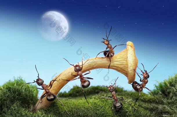 蚂蚁发射宇航员送上月球，团队合作的团队