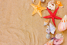 美丽的贝壳和沙滩上的海星