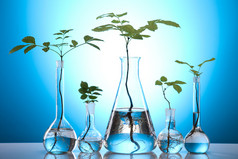 实验室玻璃器皿含有植物的实验室