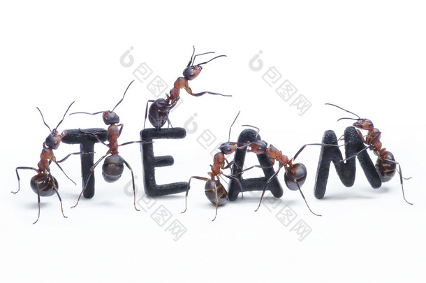 蚂蚁构建 word 团队与信件，团队合作
