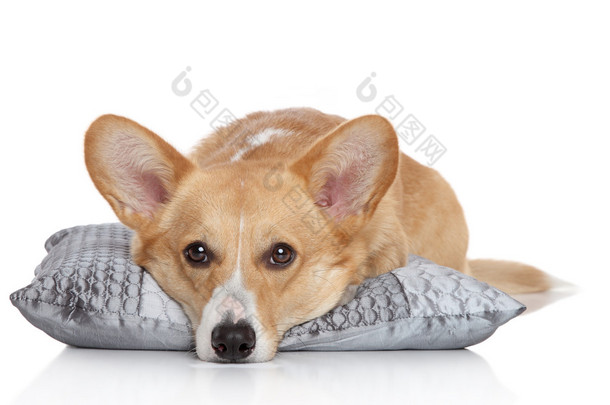 在软枕上威尔士柯基犬图片彭布罗克