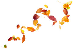 降及纺纱秋天的树叶