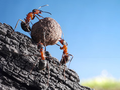 蚂蚁团队滚石上山