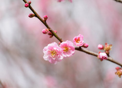 樱花的花朵