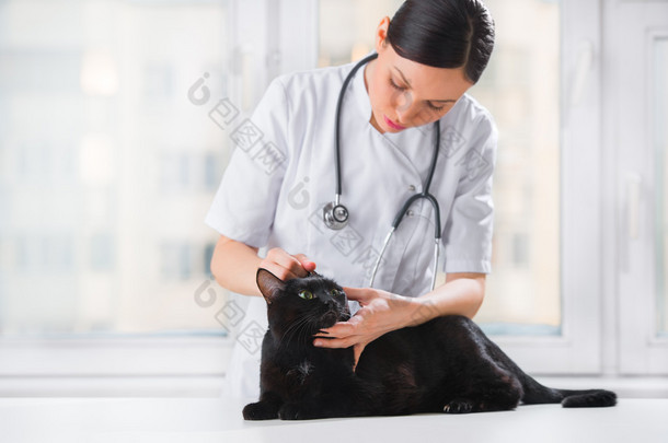 兽医做痈在<strong>体检</strong>时检查猫的耳朵
