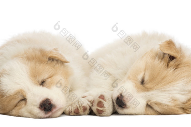两个边境牧羊犬幼犬，<strong>老了</strong>，躺下睡觉在白色背景前 6 周