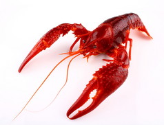红螯虾，在白色背景上的关闭