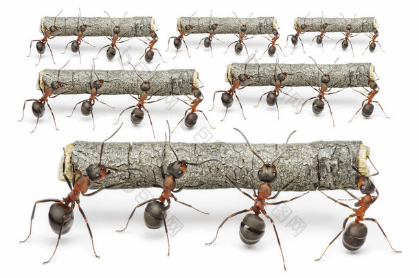 蚂蚁工作日志、 团队的概念与