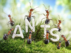 我们是蚂蚁。蚂蚁的故事