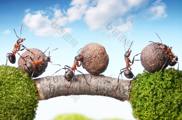 蚂蚁辗压石头上桥，团队合作的团队