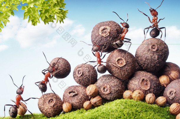 蚂蚁收集种子的股票，团队合作团队