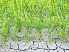 破解水短缺的稻田