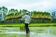一个农民在稻田