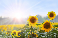 夏季时间: 黎明与自然背景的三朵向日葵