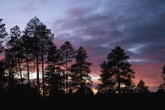 夕阳在云层中脊黄松剪影