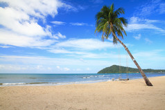椰子树在白色的沙滩上