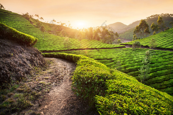 在日落时的茶叶种植园