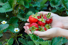从草莓的农场摘的新鲜草莓
