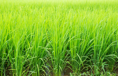 稻田里的稻谷