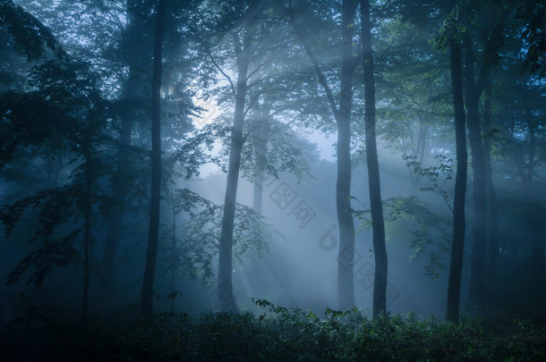 阴暗的森林充满了昏暗的灯光下