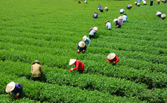 人工林的人群越南农民茶选取器