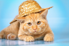 可爱的红色小猫戴草帽