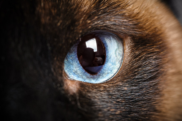 一只暹罗猫眼睛宏特写