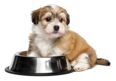 可爱的饿犬种去年成为小狗坐在旁边一金属食品碗