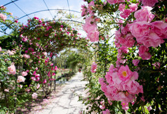 romantic creeping rosebed path