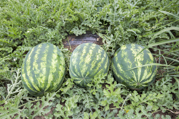 与成堆的夏天，成熟西瓜的瓜田里