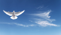 白色的鸽子在蓝色的天空，诚意的象征