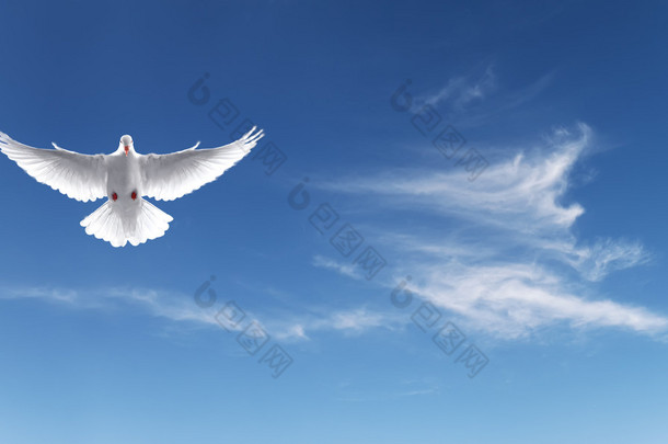 白色的鸽子在蓝色的天空，<strong>诚意</strong>的象征