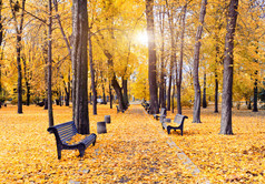 美丽的秋天小巷布满了黄色的树叶.