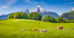 在绿草地上放牧的奶牛对阿尔卑斯山的田园景观