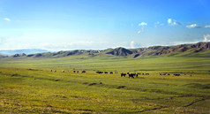 奶牛在山边的绿色牧场上吃草