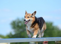 彭布罗克威尔士柯基犬图片在审判的狗敏捷性