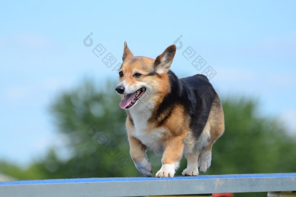 彭布罗克威尔士<strong>柯基</strong>犬图片在审判的狗敏捷性